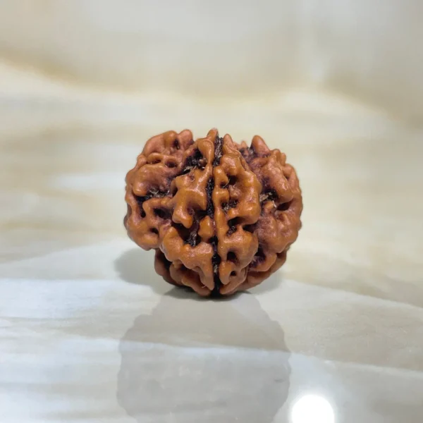 1 Mukhi Rudraksha
