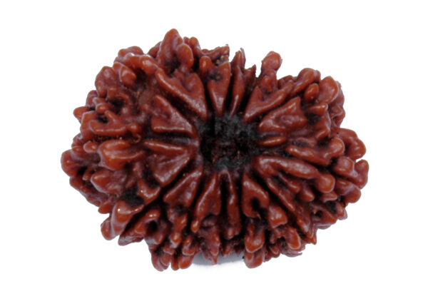 12 Mukhi Rudraksha