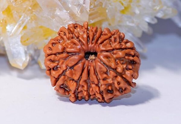 11 Mukhi Rudraksha