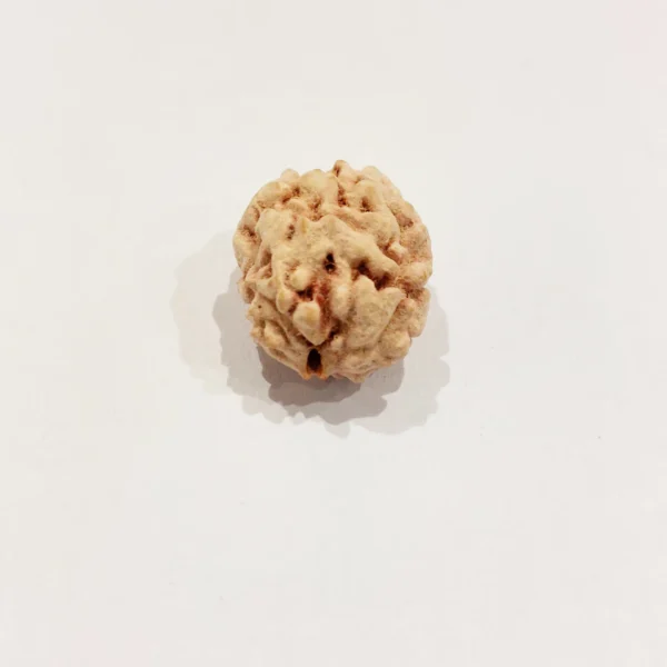 2 Mukhi Rudraksha