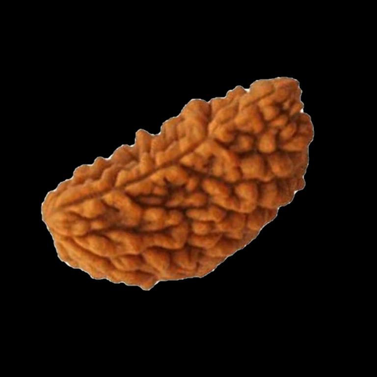 1 Mukhi Rudraksha