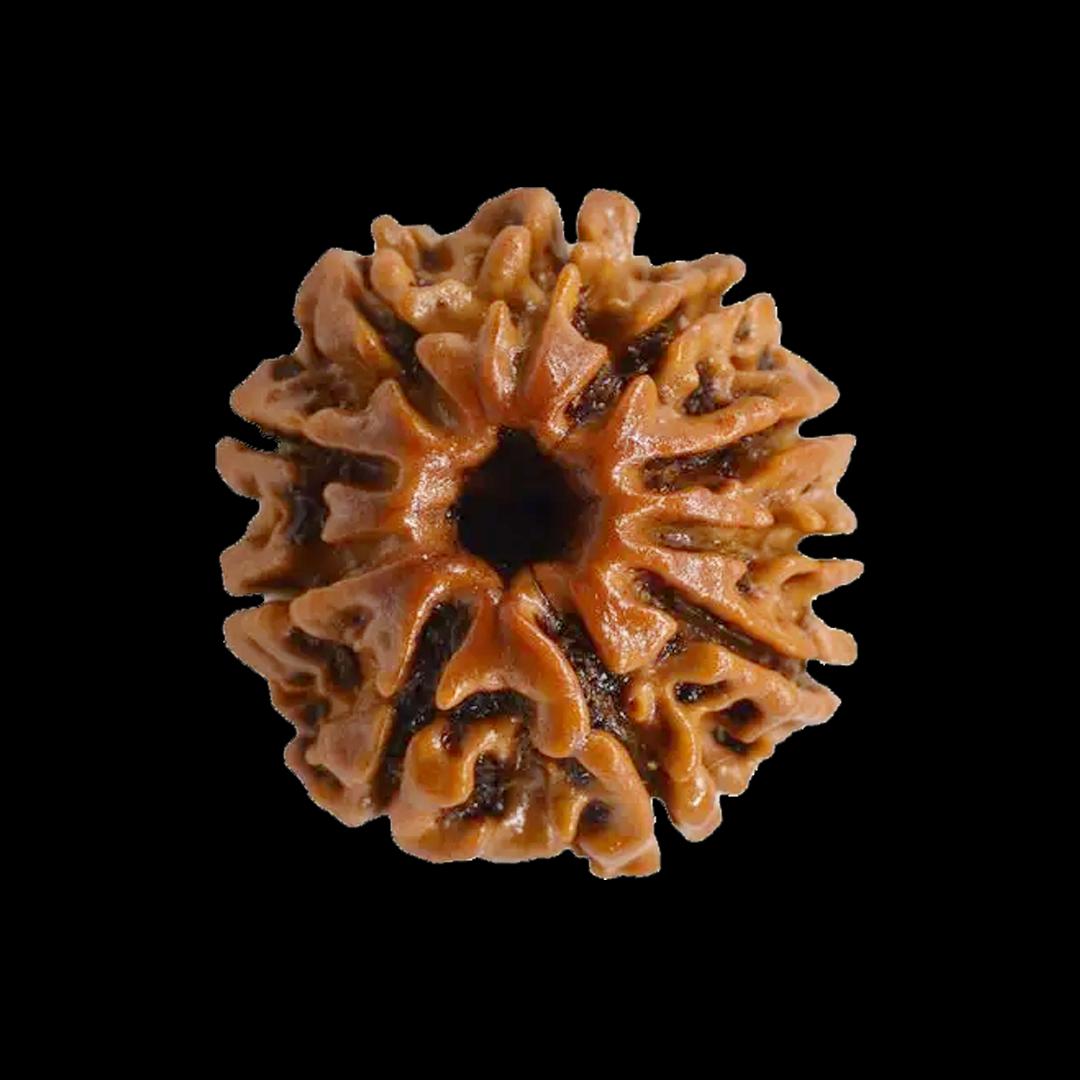 10 Mukhi Rudraksha